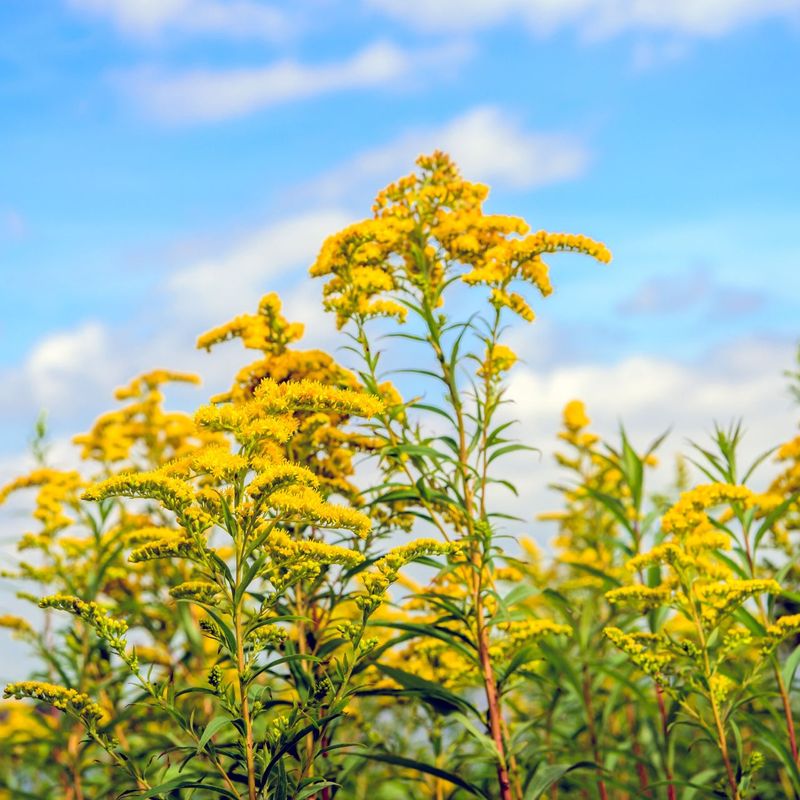 Goldenrod - The Native Plant Every Pennsylvania Garden Needs