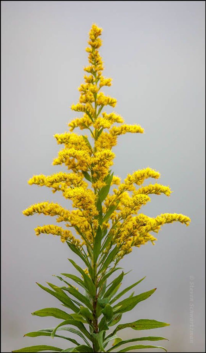 Goldenrod