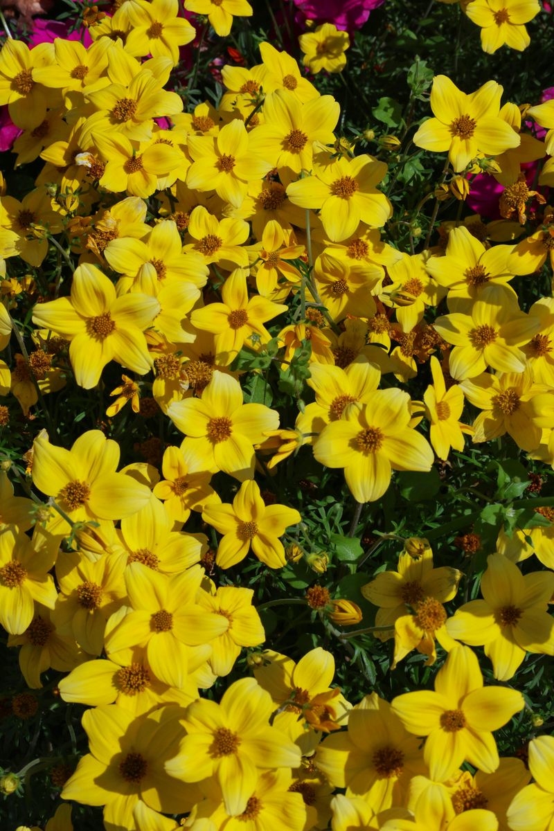 Goldenstar