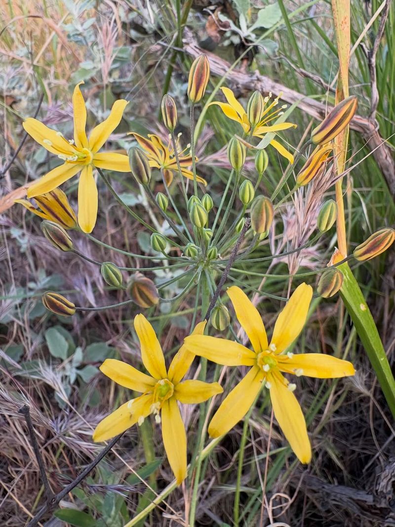 Goldenstar