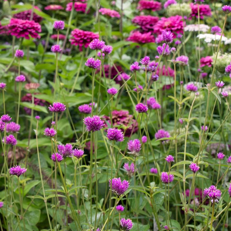Gomphrena 'Fireworks' Loves Long Hot Summers