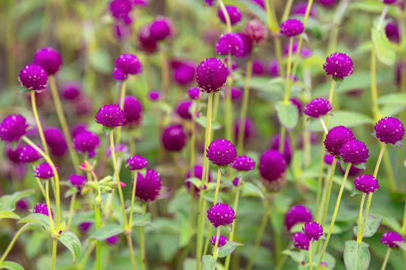 Gomphrena Keeps Color Coming Through Summer
