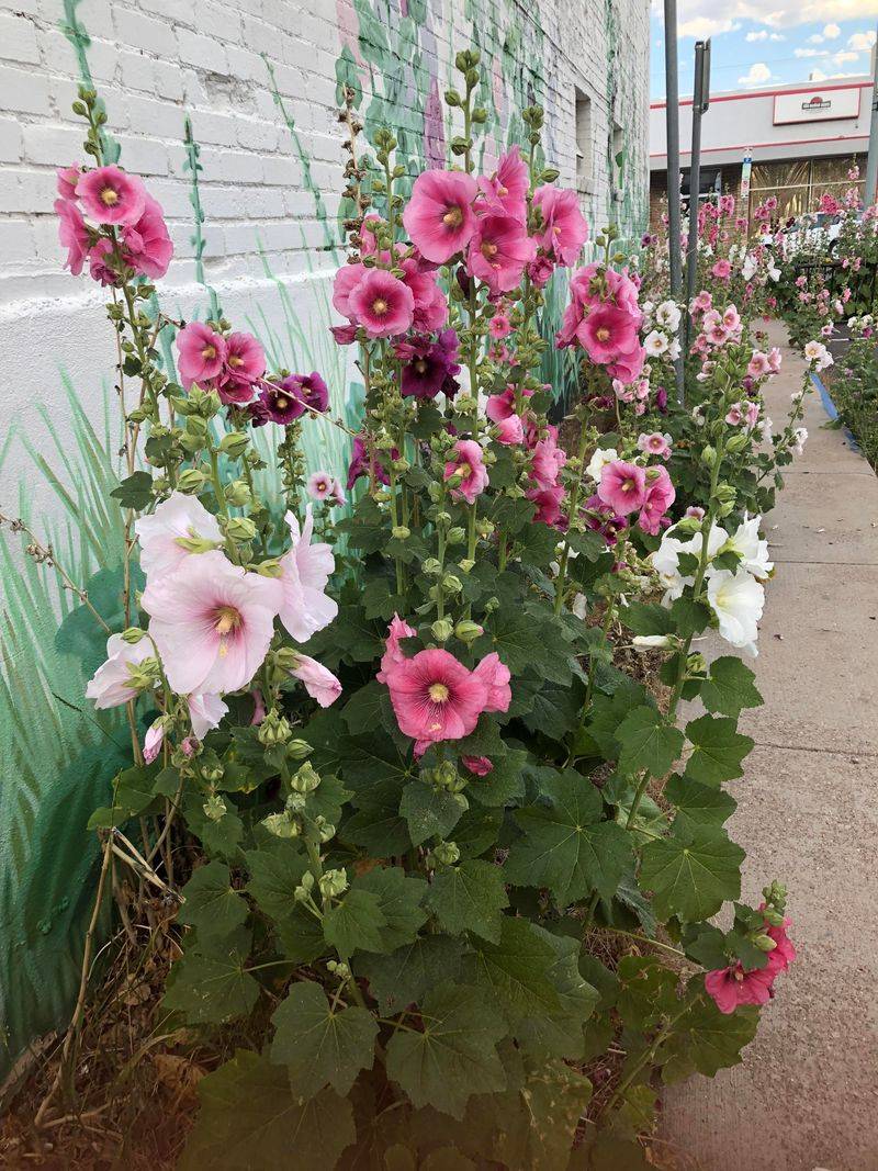 Good Airflow Helps Prevent Common Hollyhock Problems