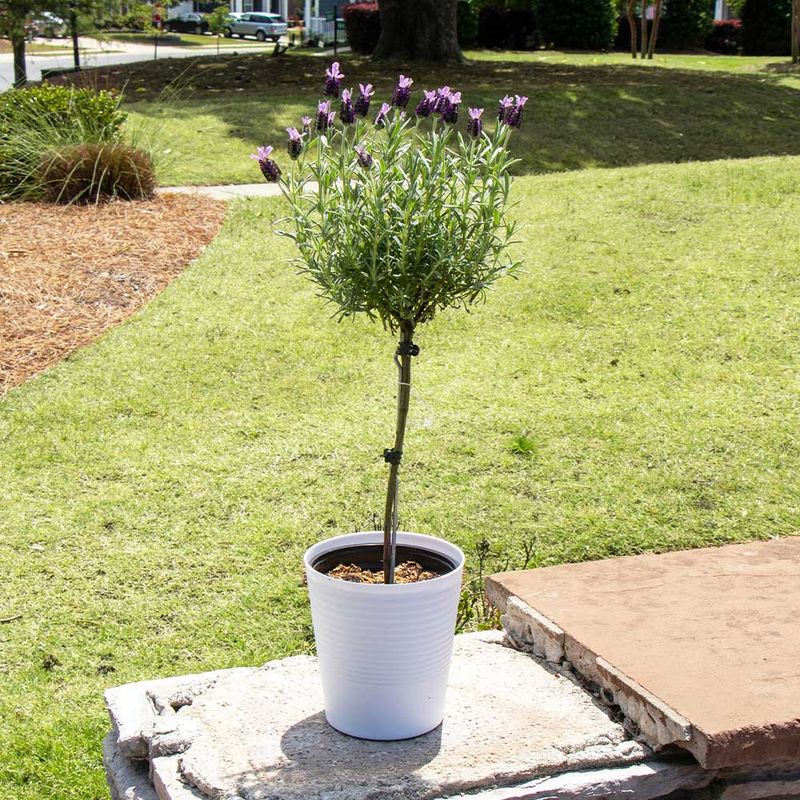 Good Airflow Helps Reduce Humidity Around Foliage