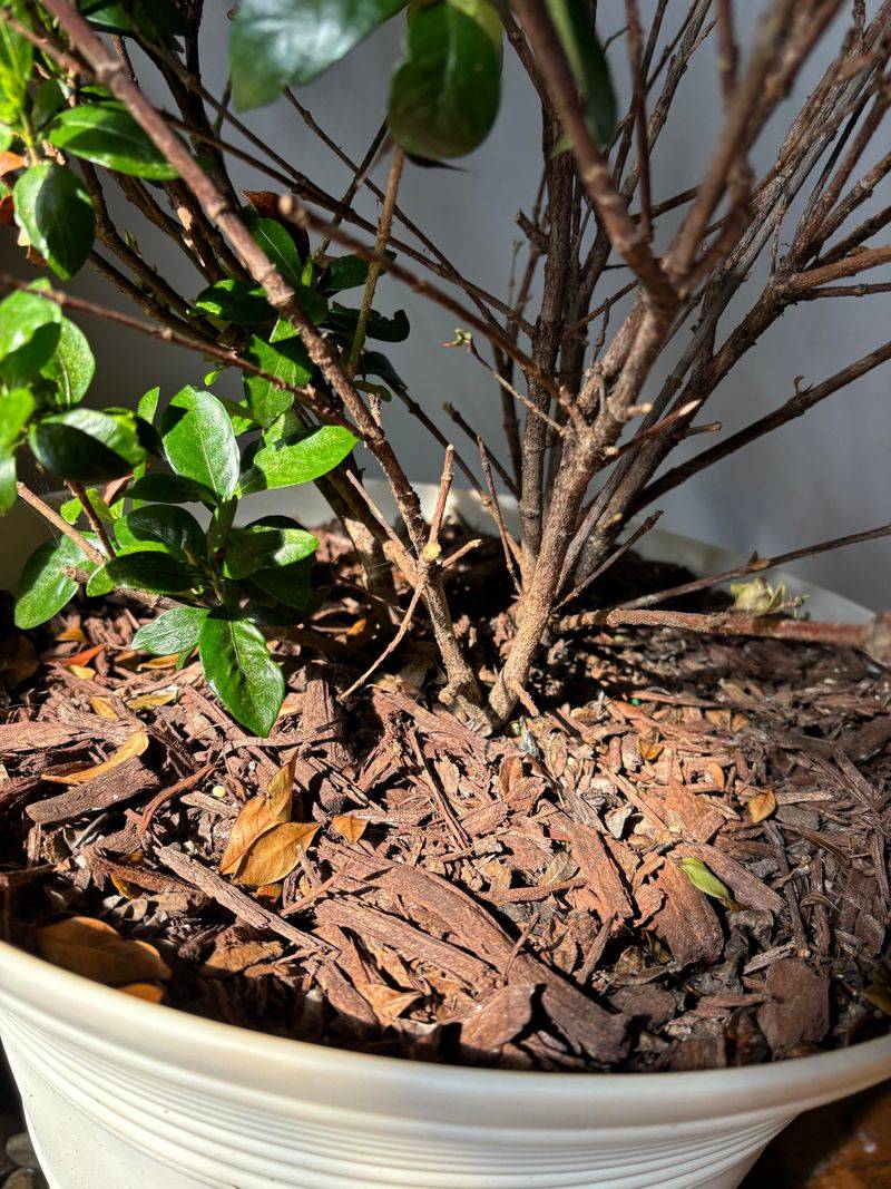 Good Drainage Around The Roots Good Drainage Around The Roots