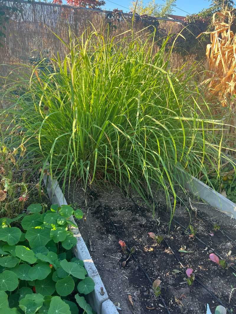 Good Drainage Keeps Lemongrass Healthy During Humid Summers