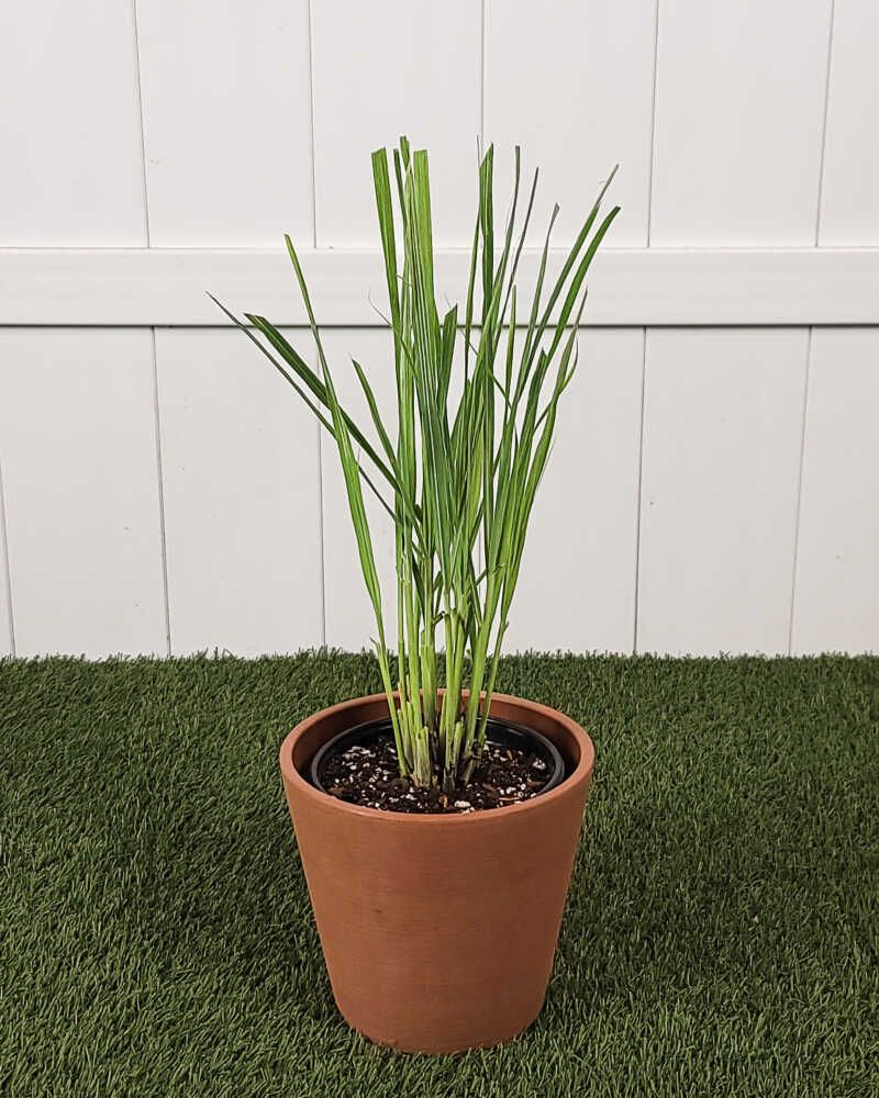 Good Drainage Keeps Roots Healthier