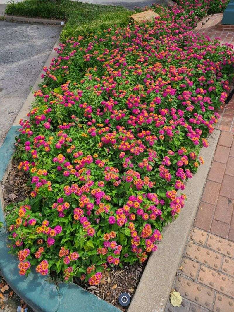 Good Drainage Matters More Than Many Gardeners Expect