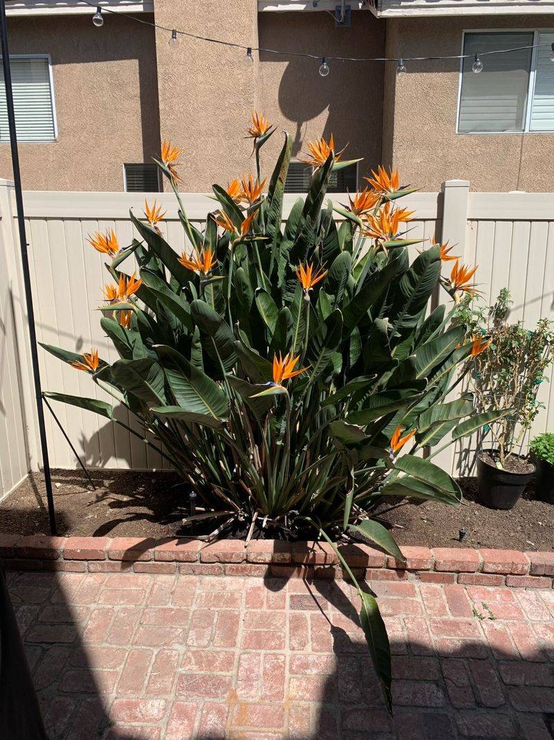 Good Drainage Protects The Roots