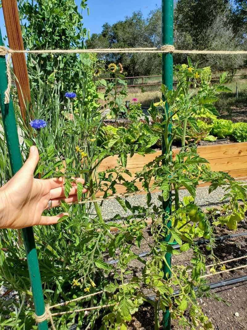 Good Tomato Support Starts In May
