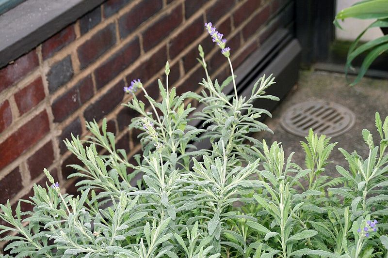 Goodwin Creek Gray Stands Out With Soft Silver Foliage Goodwin Creek Gray Stands Out With Soft Silver Foliage