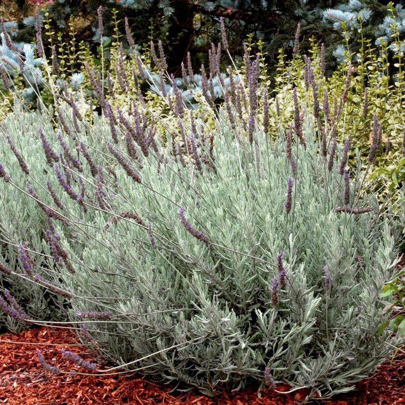 Goodwin Creek Grey Is A Named Cultivar With Better Heat Tolerance Goodwin Creek Grey Is A Named Cultivar With Better Heat Tolerance