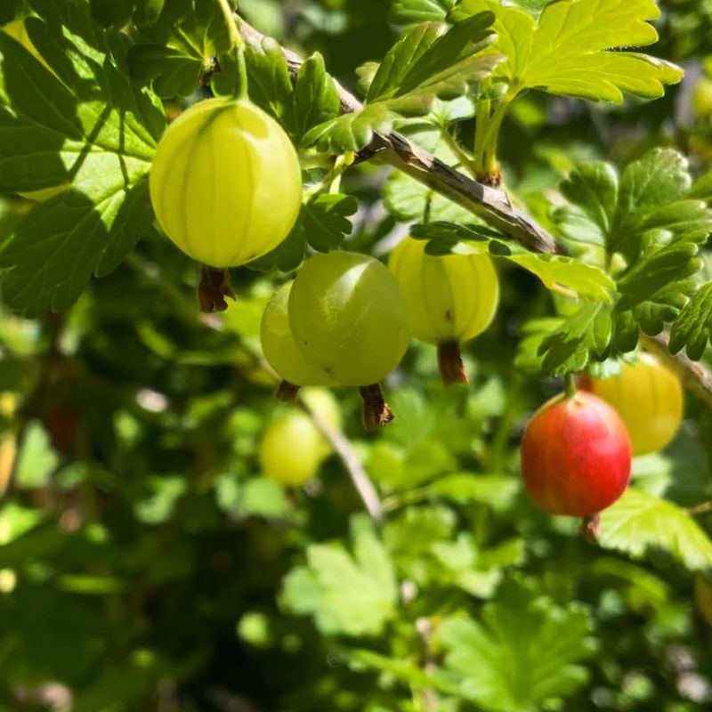 Gooseberries Gooseberries