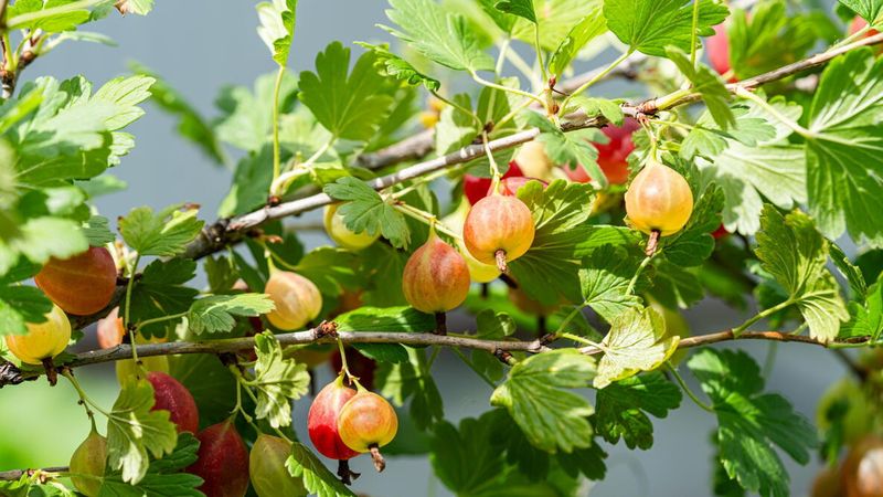 Gooseberries Fit Neatly Along Tight Fence Lines