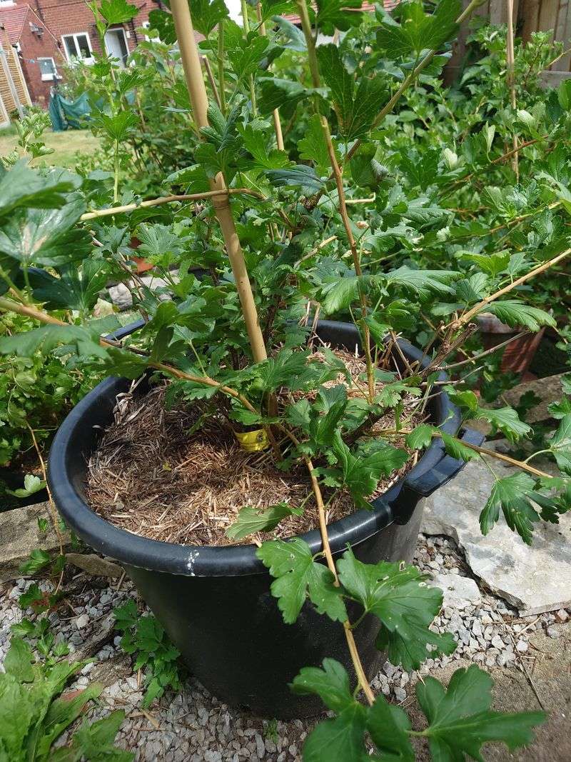 Gooseberries