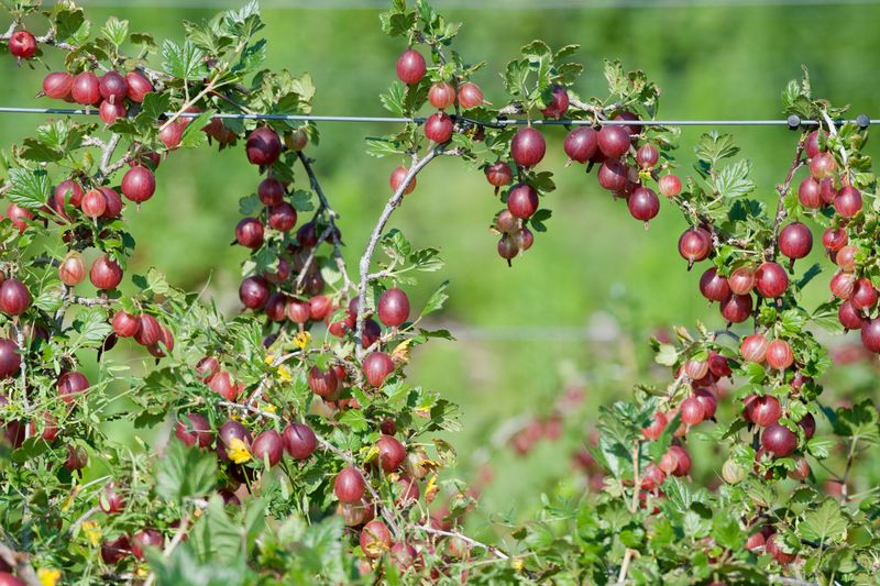 Gooseberry Adds Fruit Where A Thorny Hedge Makes Sense
