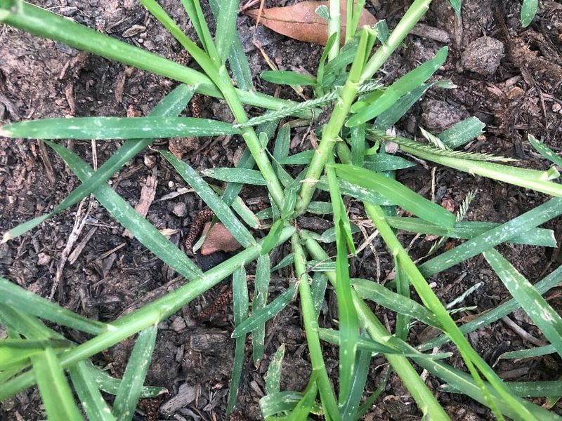 Goosegrass