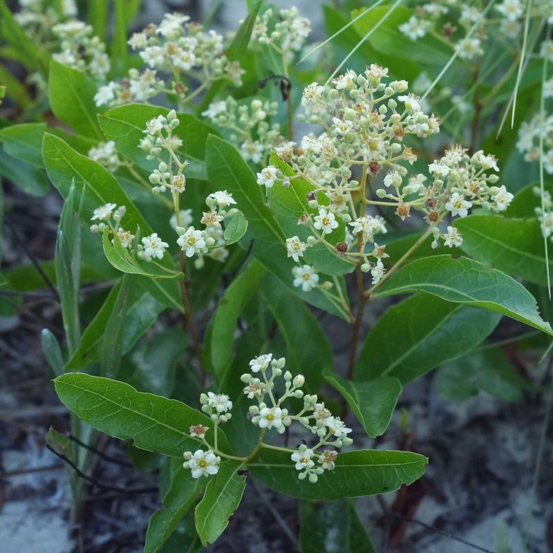Gopher Apple Is Built For Dry, Sandy Florida Sites