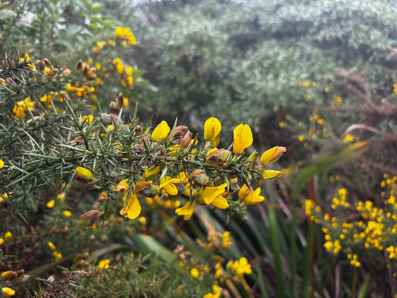 Gorse Creates Thorny, Fire-Prone Thickets