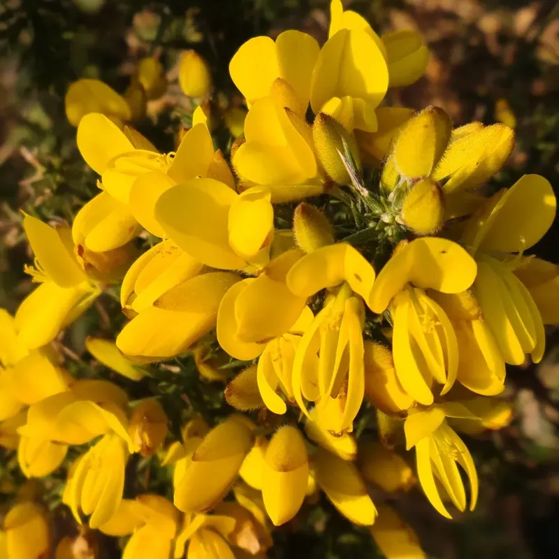 Gorse
