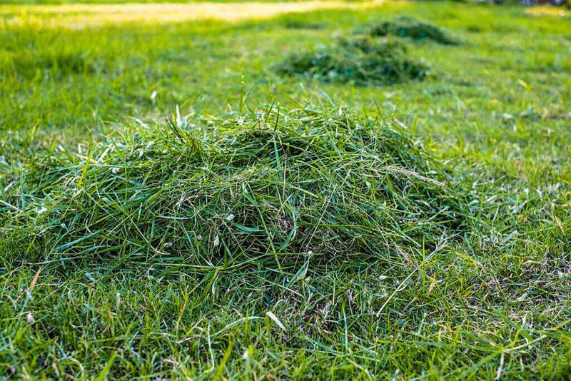 Grass Clippings Can Help Feed The Lawn Naturally