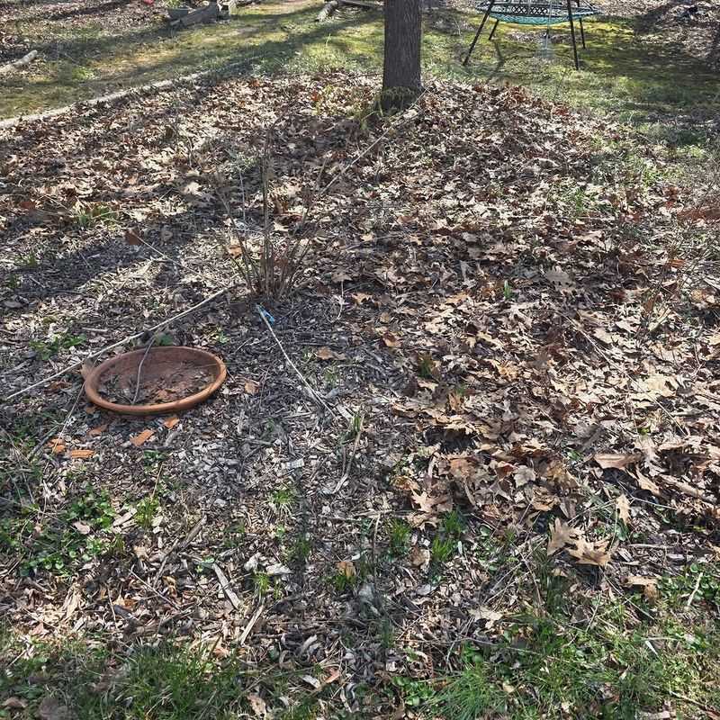 Gravel Clutter Gives Scorpions Shelter