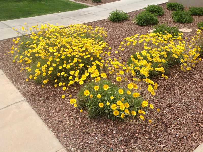 Gravel Landscapes Usually Work Well For Established Plants