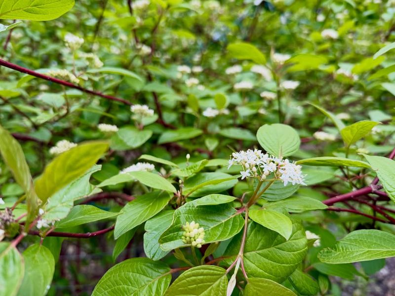 Gray Dogwood Fills Property Lines With Flowers And Berries Gray Dogwood Fills Property Lines With Flowers And Berries