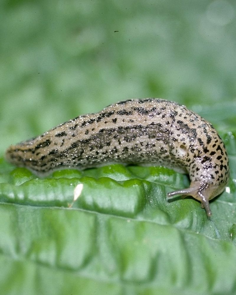 Gray Garden Slug