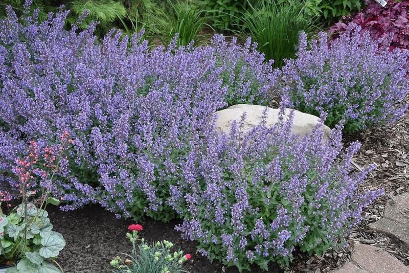 Gray-Green Foliage Softens Garden Borders