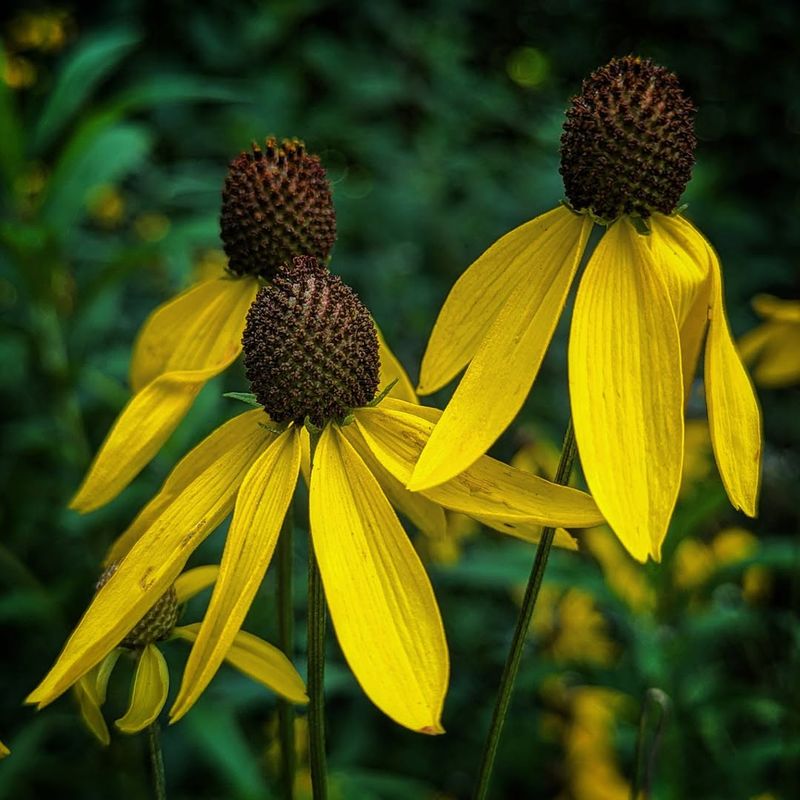 Gray-Headed Coneflower Stretches Color Into Late Summer