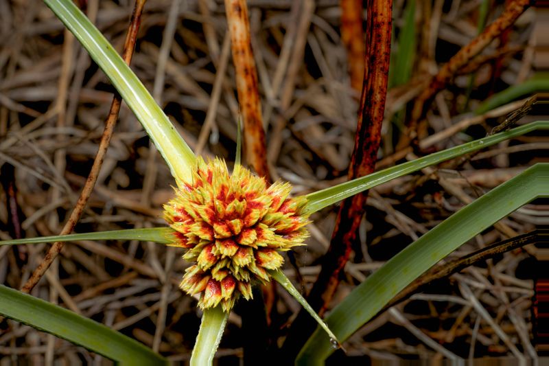 Gray Sedge (Carex Grayii)