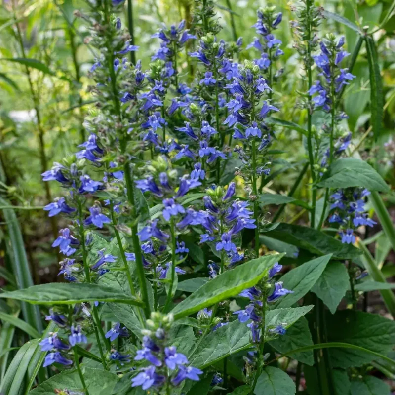 Great Blue Lobelia Adds Bold Late-Season Color Great Blue Lobelia Adds Bold Late-Season Color