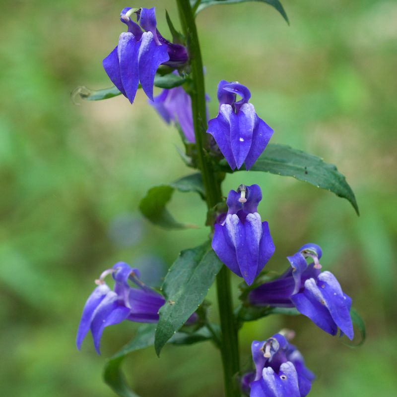 Great Blue Lobelia Adds Rich Blue Color Late In The Season Great Blue Lobelia Adds Rich Blue Color Late In The Season