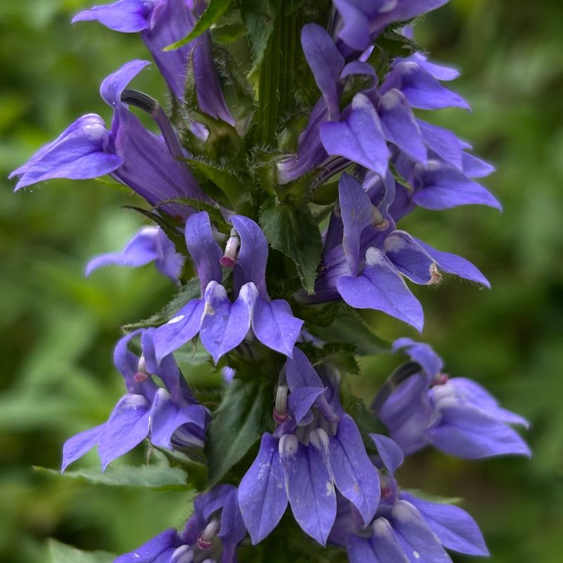 Great Blue Lobelia Extends Color Into Late Summer Shade