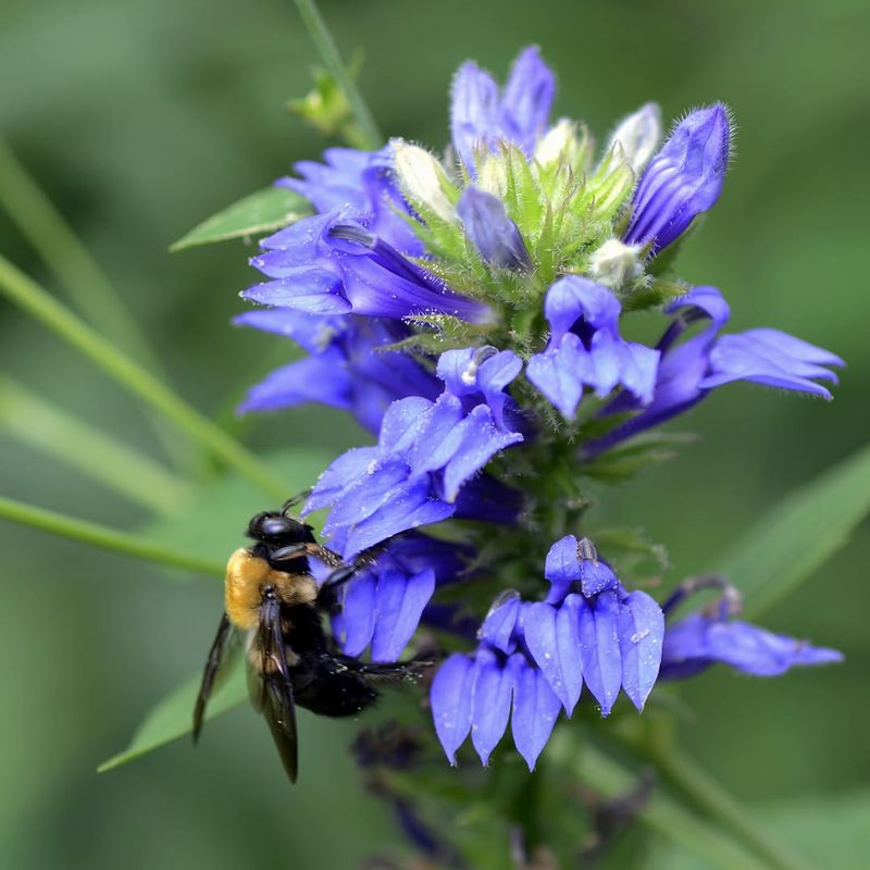 Great Blue Lobelia