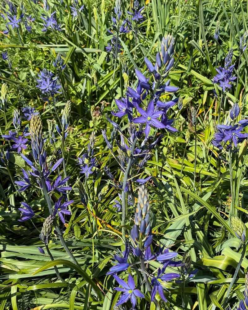 Great Camas