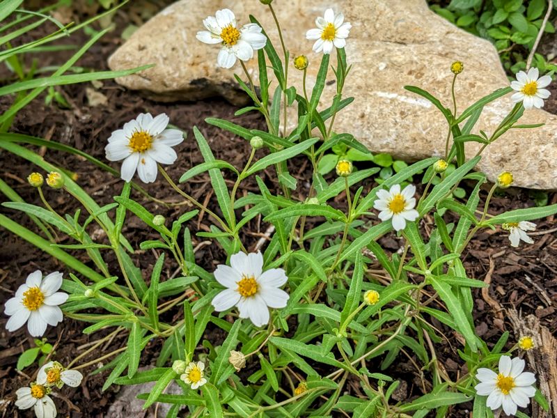 Great For Rocky Or Fast-Draining Soil