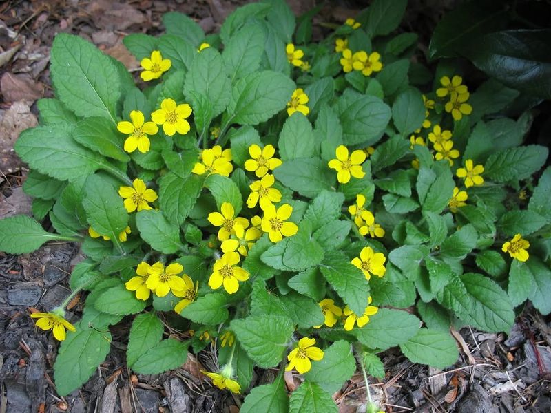 Green And Gold