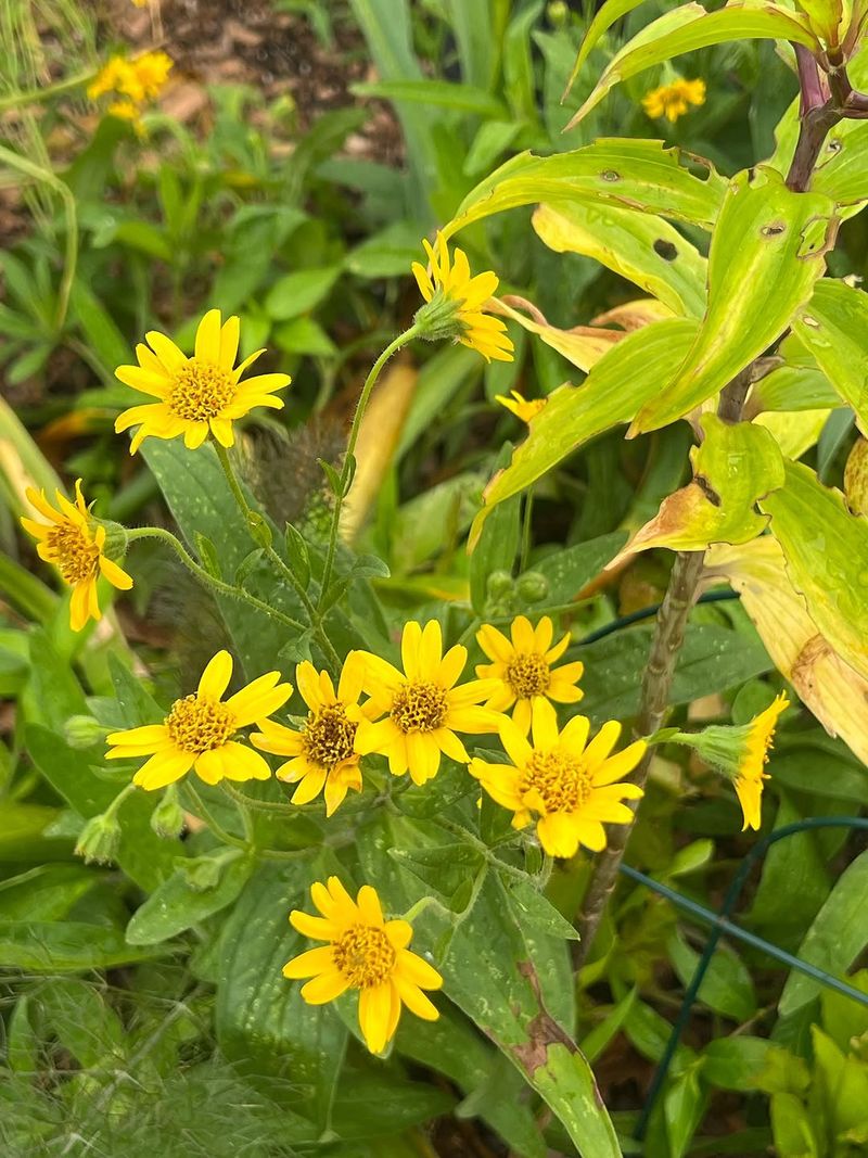 Green-And-Gold