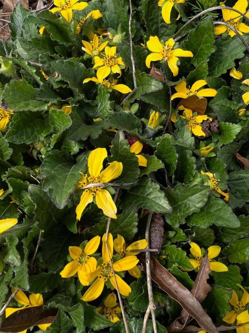 Green And Gold