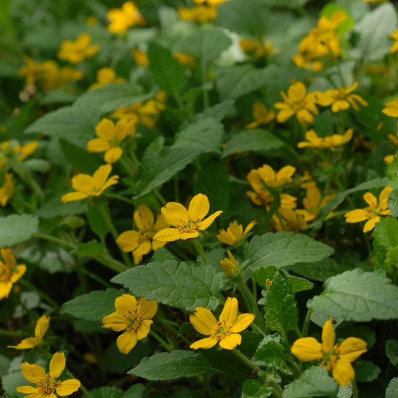 Green-And-Gold