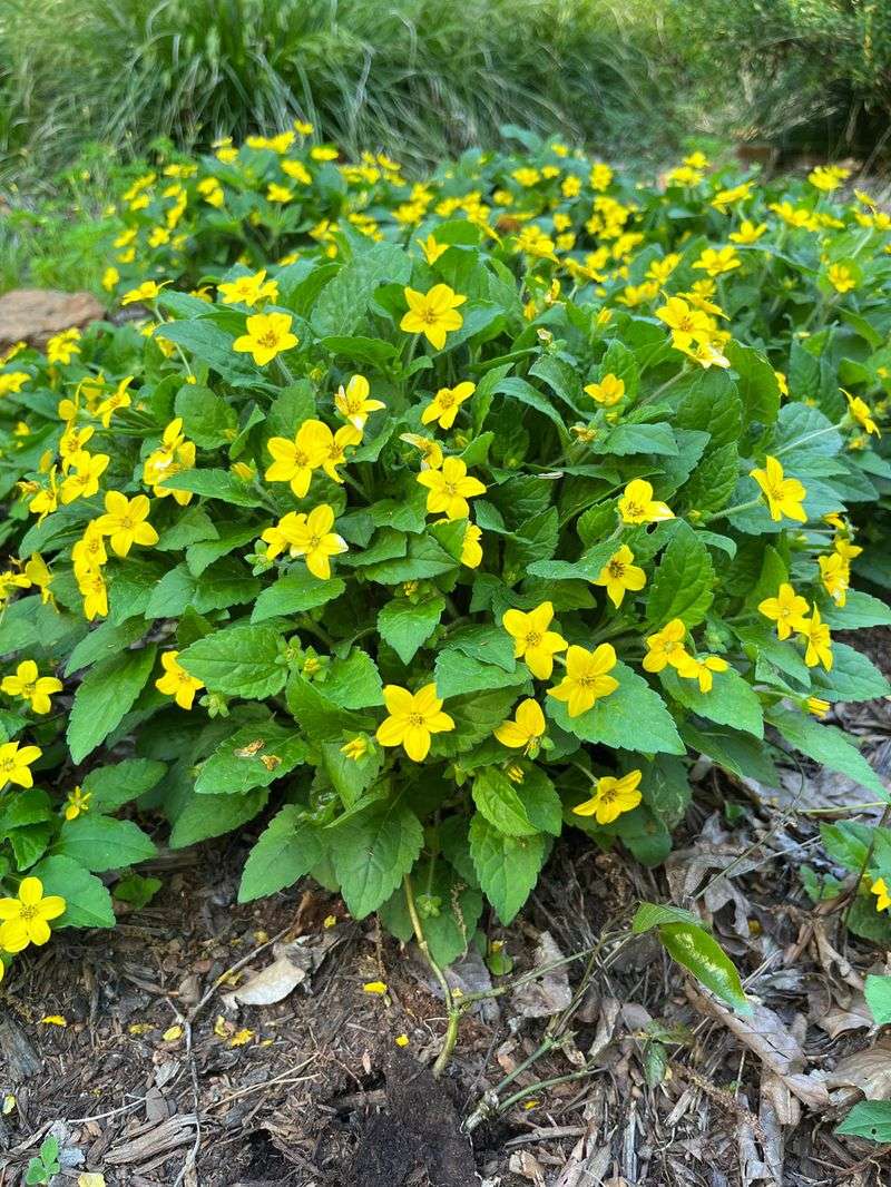 Green And Gold (Chrysogonum virginianum)