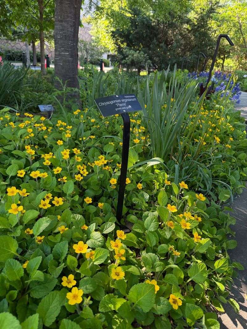 Green And Gold (Chrysogonum virginianum)