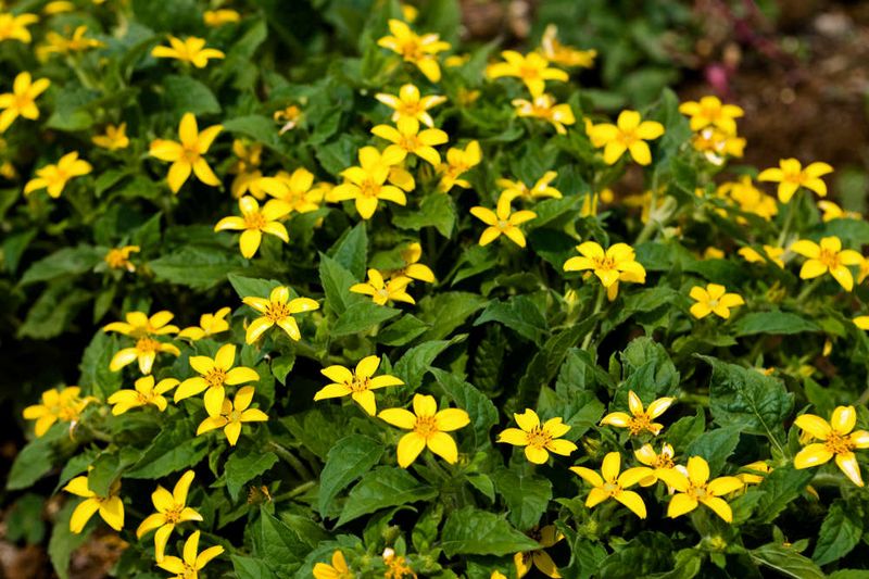 Green And Gold Outperforms In Spots Too Shady For Black-Eyed Susans