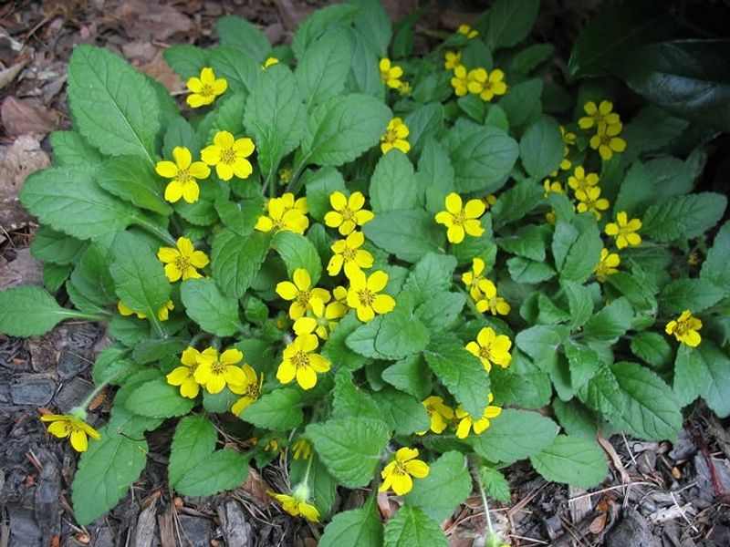 Green-And-Gold