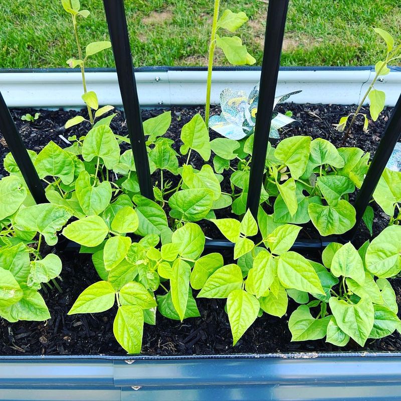 Green Bean Beds