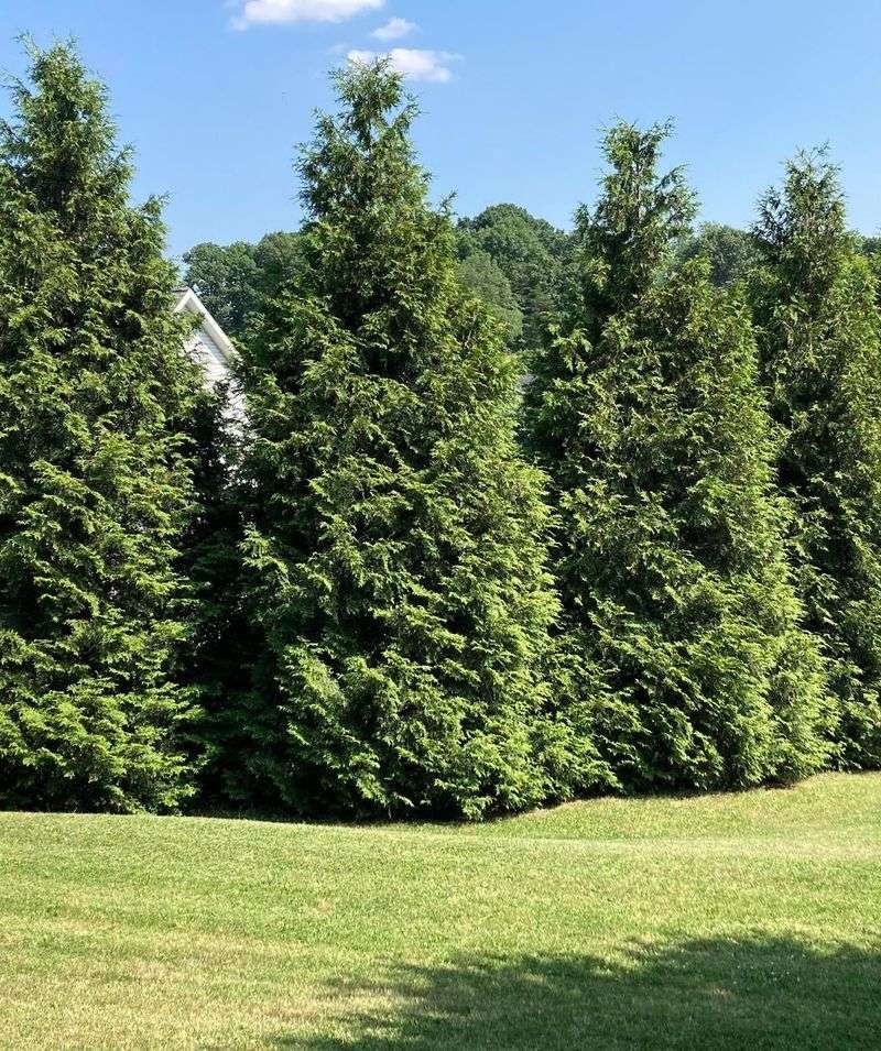 Green Giant Arborvitae Builds Privacy Fast