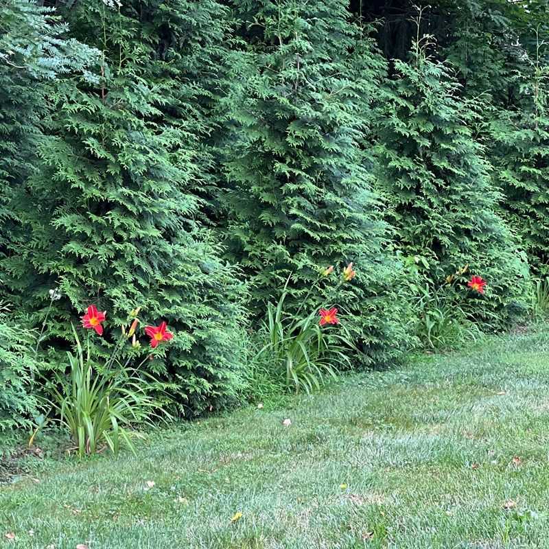 'Green Giant' Arborvitae