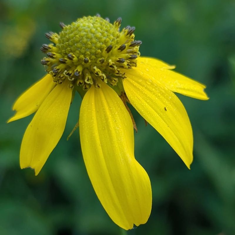 Green Headed Coneflower Feeds Pollinators First And Birds Later Green Headed Coneflower Feeds Pollinators First And Birds Later